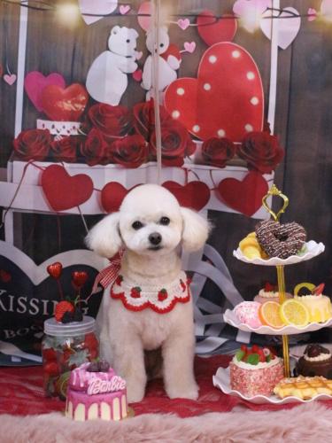 20250218ポコちゃん